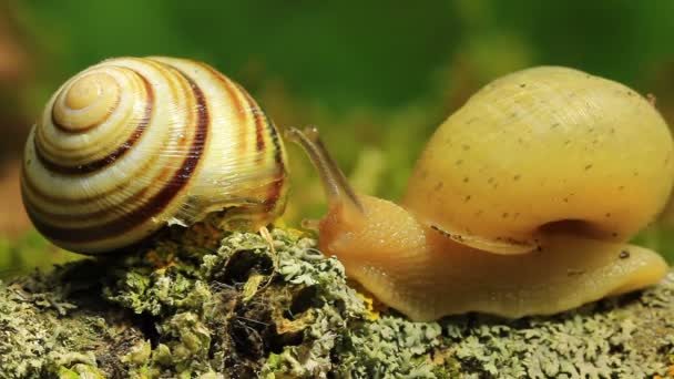 Two snails on a branch. Macro. Time lapse