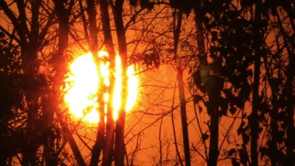 Rode zonsopgang in het bos — Stockvideo