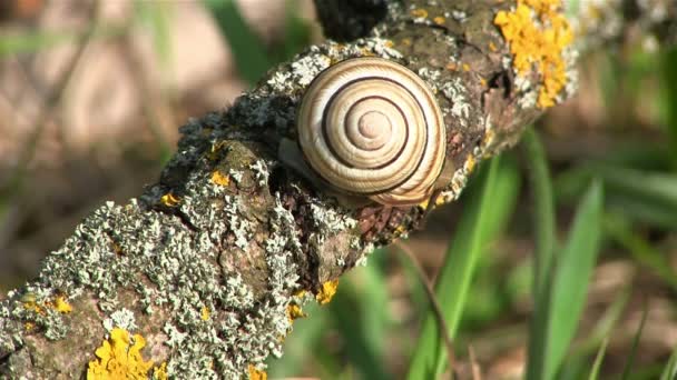 Snail on a branch. Close up — Stock Video