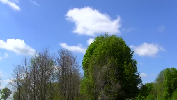 Cielo y madera. PAL Tiempo de caducidad — Vídeos de Stock