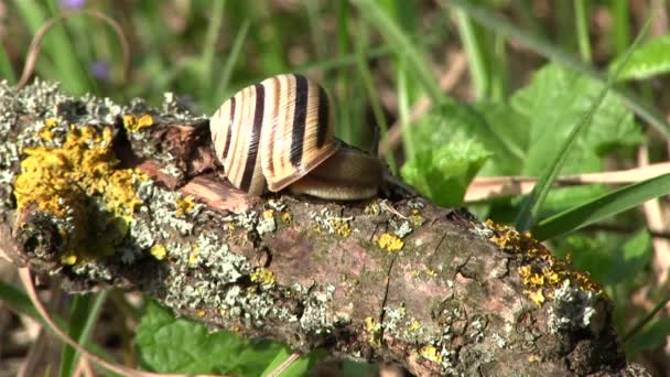 Schnecke auf einem Ast. Nahaufnahme — Stockvideo