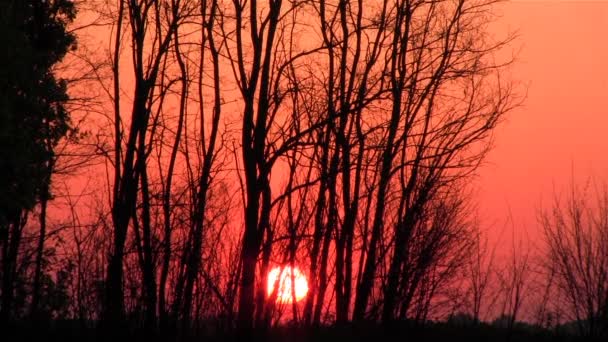 Sunrise in het hout in rode kleur — Stockvideo