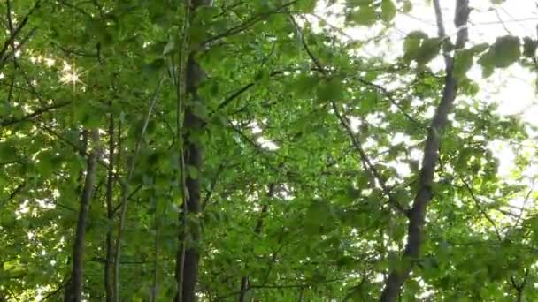 Сонячні промені в лісі — стокове відео