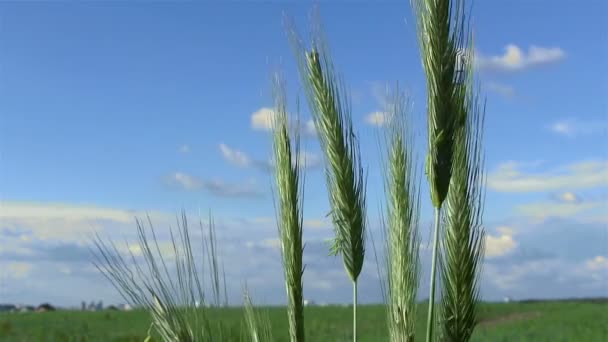 As orelhas de trigo no campo contra o céu azul — Vídeo de Stock