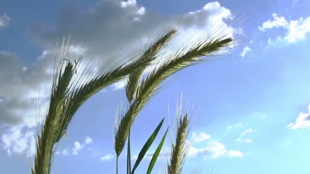 Hojas de trigo verde contra el cielo azul de cerca — Vídeos de Stock