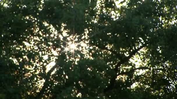 Soleil dans le bois au printemps 