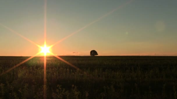 Pôr do sol no campo com árvore solitária. PAL Timelapse — Vídeo de Stock