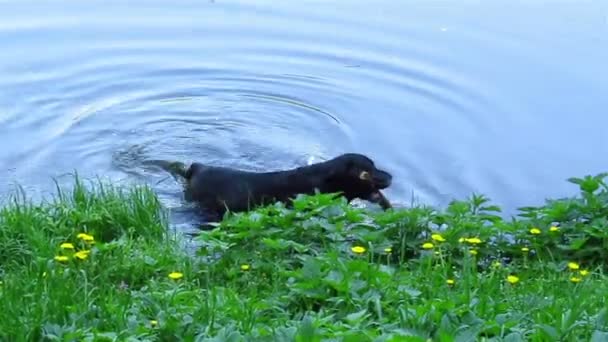 Черная собака с палкой в воде — стоковое видео