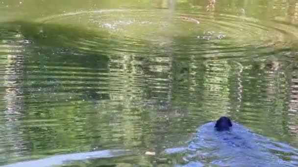 Собака плавает за палкой в воде — стоковое видео