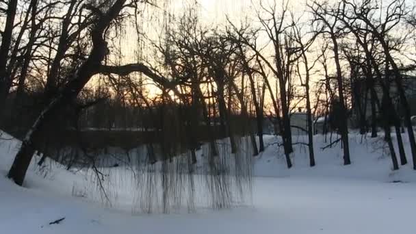 Eenzame wilg in park in de winter — Stockvideo