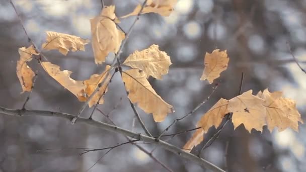 Branch with old leaves in the winter — Stock Video