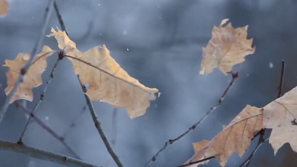 The man throws snow up — Stock Video