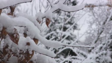 Bir ağaç dalı kış