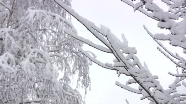 Kış ağaç yakın Şubesi