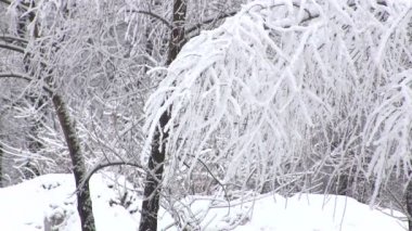 Güzel beyaz kar bir ağaç dalı