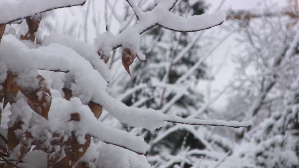 Winterzweig eines Baumes — Stockvideo