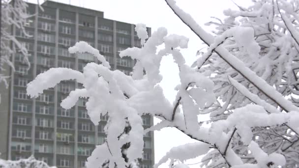 美丽的冬天分支反对大厦 — 图库视频影像
