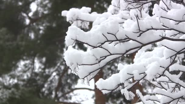 Nieve blanca en una rama de árbol . — Vídeo de stock