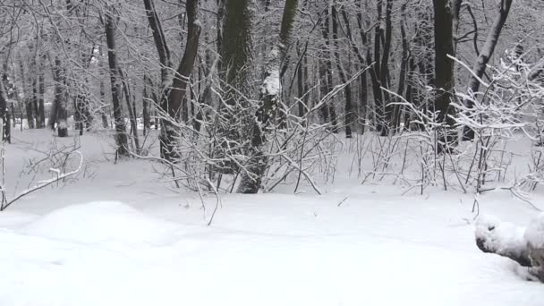 Panorama över vintern park — Stockvideo