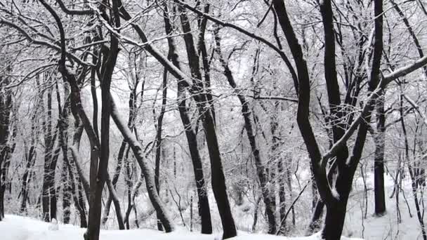 Winter in the wood. Landscape panorama — Stock Video