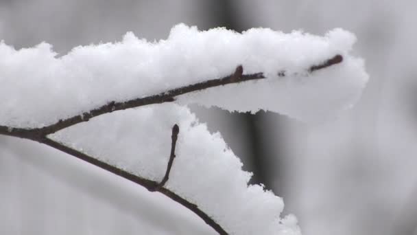 Branch in snow in the winter. Close up — Stock Video