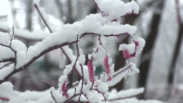 Alte helle Blätter im Winter. Nahaufnahme — Stockvideo