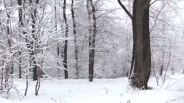 Panorama de un bosque de invierno — Vídeo de stock