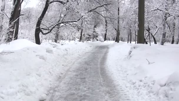 Прогулка по зимнему парку — стоковое видео