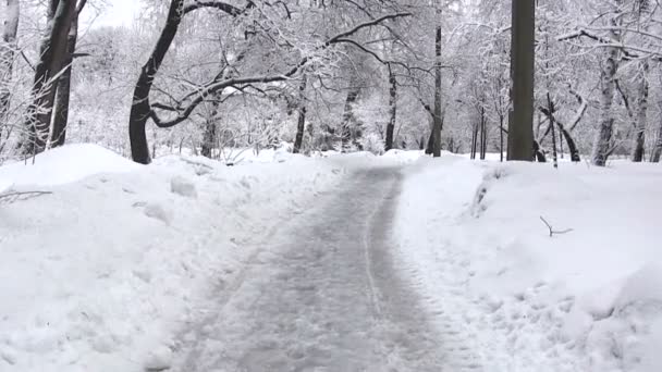 Caminar en el parque de invierno — Vídeos de Stock