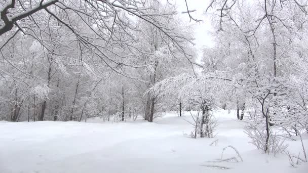 Bosque de invierno — Vídeos de Stock