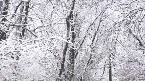 森の中の冬道。フォーカスの変更 — ストック動画