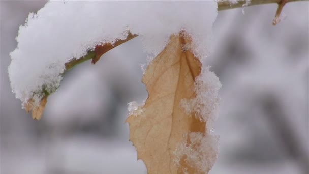 Hoja amarilla vieja de cerca en el bosque de invierno — Vídeo de stock