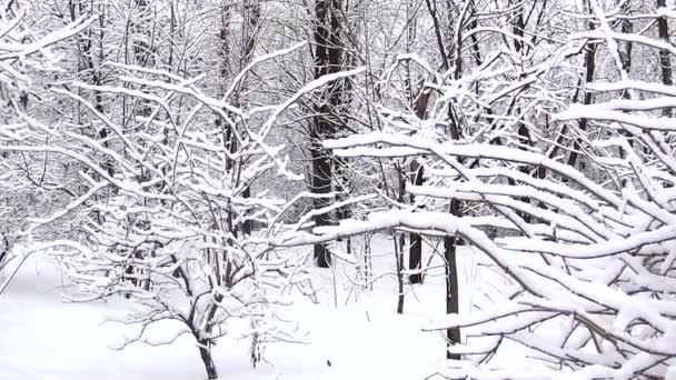 Panorama di una bellissima foresta invernale — Video Stock