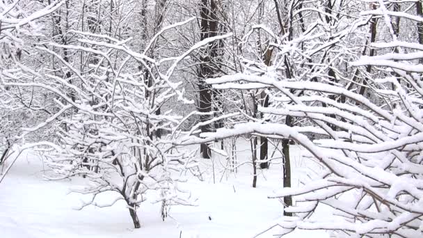 Gyönyörű téli erdő — Stock videók