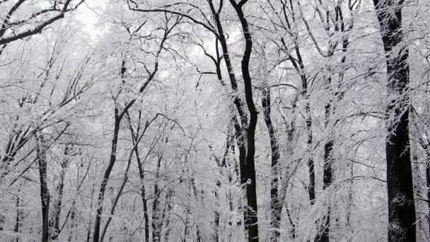 Ausgeflippte Äste von Bäumen im Winter — Stockvideo