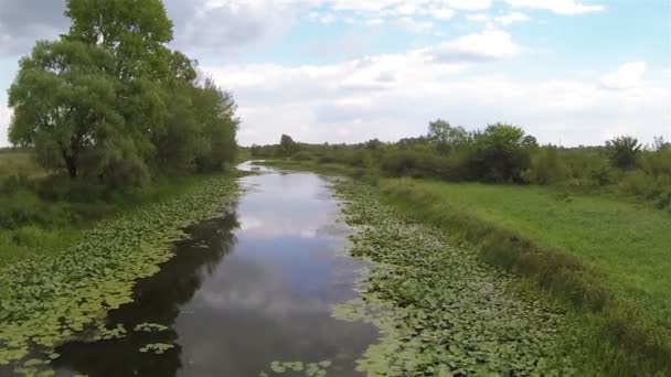 Lugn flygning över liten flod med gröna träd antenn sommar landskap — Stockvideo