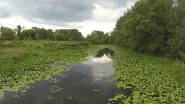 Vol tranquille Sur Petite rivière aux arbres verts Aérien 