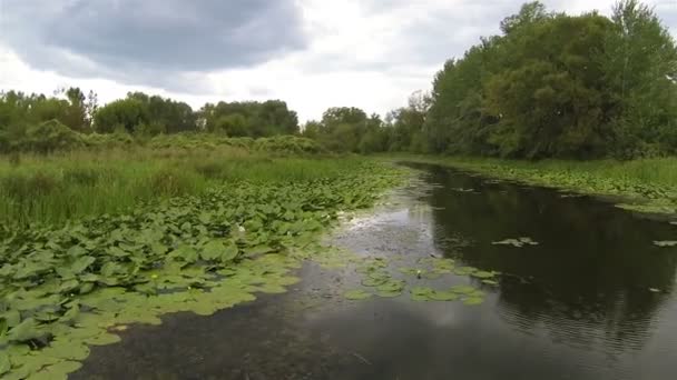 Achterzijde vlucht Over kleine rivier met groene bomen antenne — Stockvideo