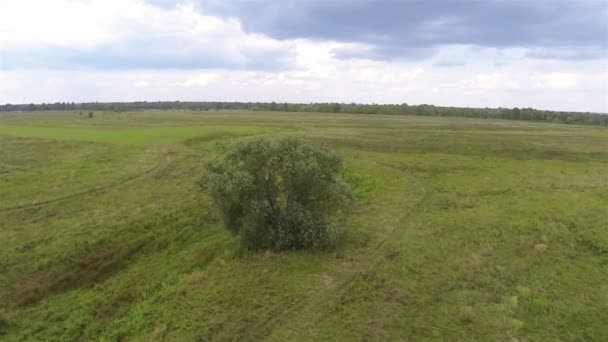 Самотнє дерево в полі. Повітряний пейзаж — стокове відео