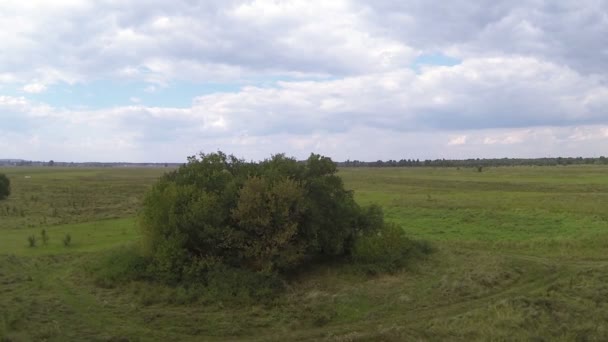 Aantal bomen in het veld. Luchtfoto landschap — Stockvideo