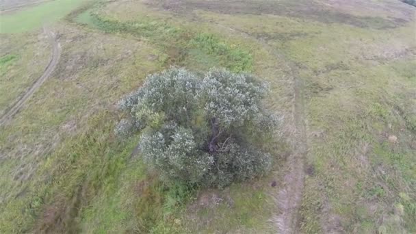 Sopra l'albero solitario nel campo. Paesaggio aereo — Video Stock