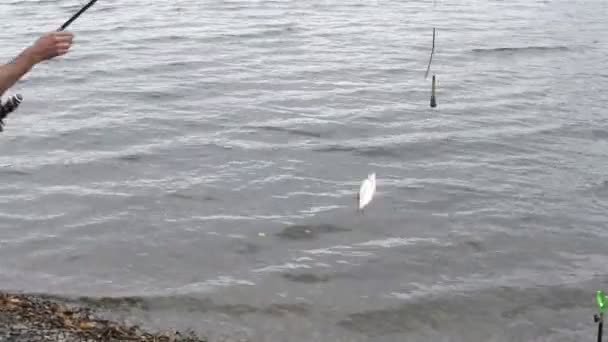 Чоловік рибалка зачепив рибу — стокове відео