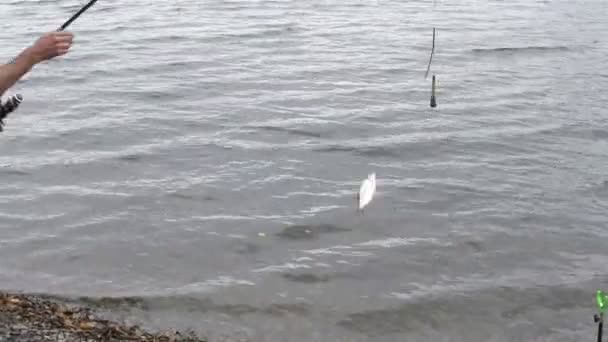 Man  fisherman hooked fish — Stockvideo