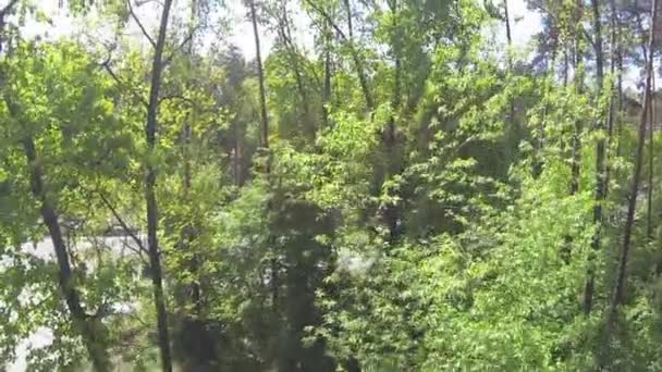 Oben über Baum im Stadtpark. Antenne — Stockvideo