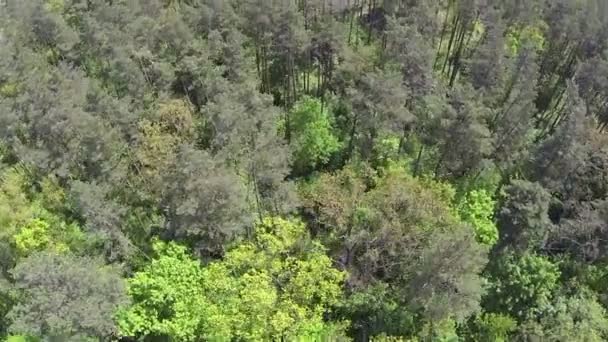 Wood from height of bird's flight. Aerial — Stock video