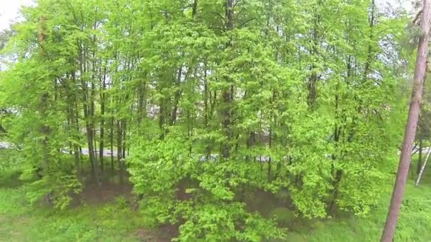 Oben über Baum im Stadtpark. Luftbild — Stockvideo