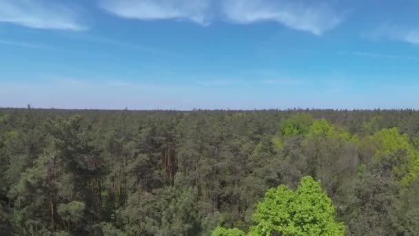 Mooie vlucht boven hout in zonnige dag. Antenne met daling — Stockvideo