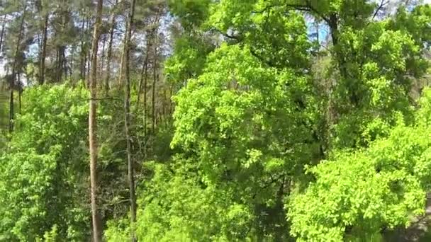 화창한 날에 나무 위에 아름 다운 비행입니다. 항공 업 — 비디오