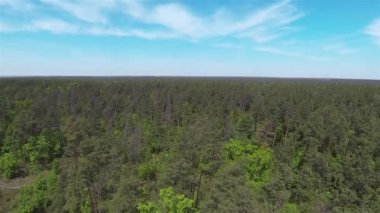 Bahar ahşap mavi gökyüzü ile üzerinden uçmak. Hava