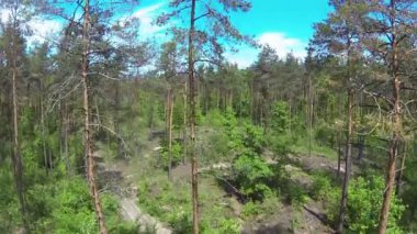 Kadar bahar ahşap mavi gökyüzü ile üzerinden uçmak. Hava